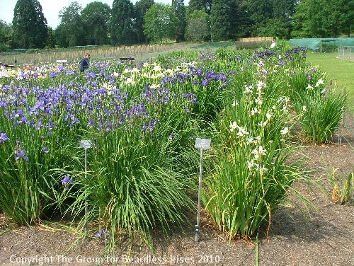 zSibirica general view 6